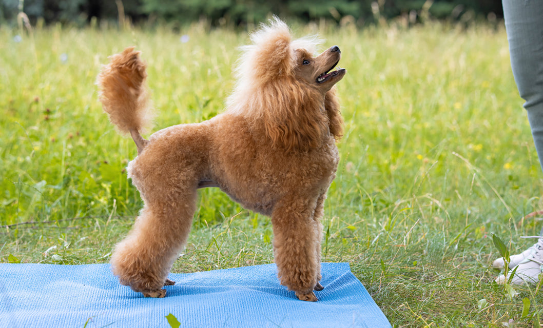 poodle dog training on yoga mat