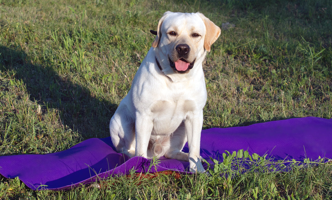 yellow labrador retriever dog training on yoga mat