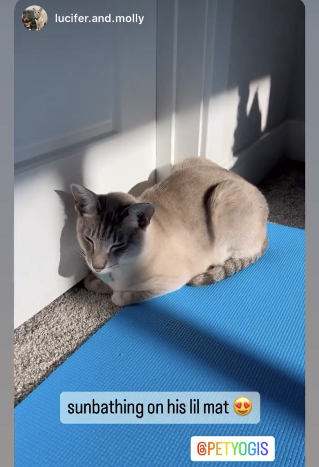Lucifer the cat on a light blue pet yoga mat