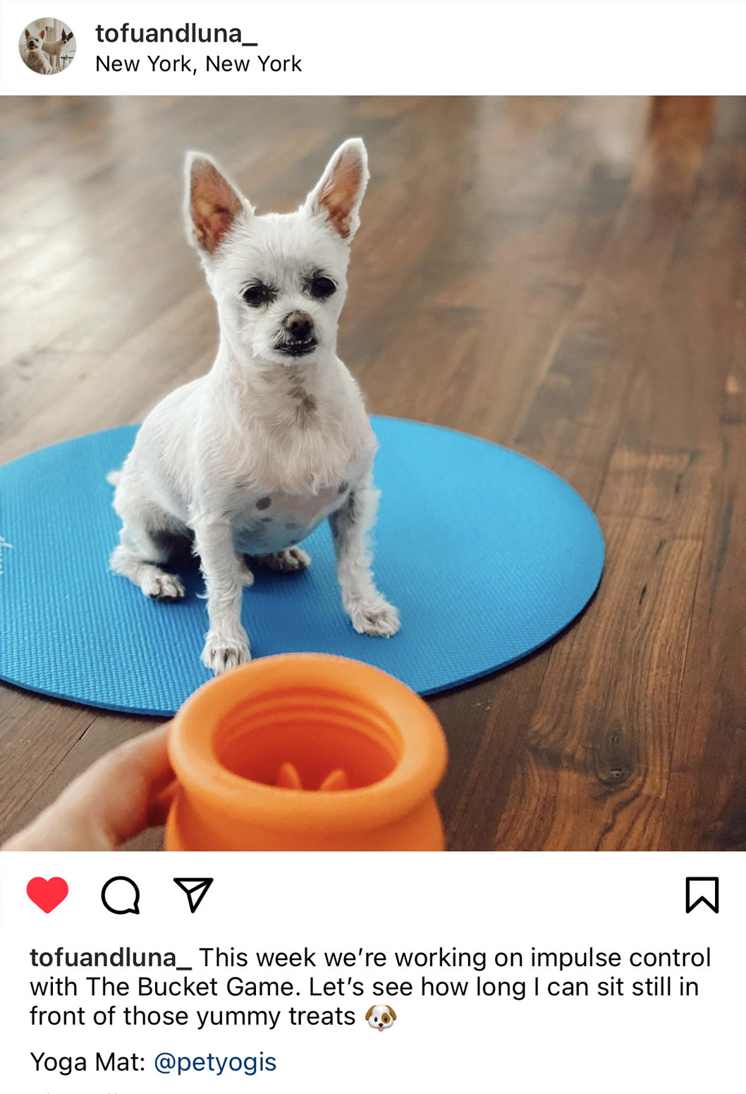 Tofu the dog on a blue round pet yoga mat
