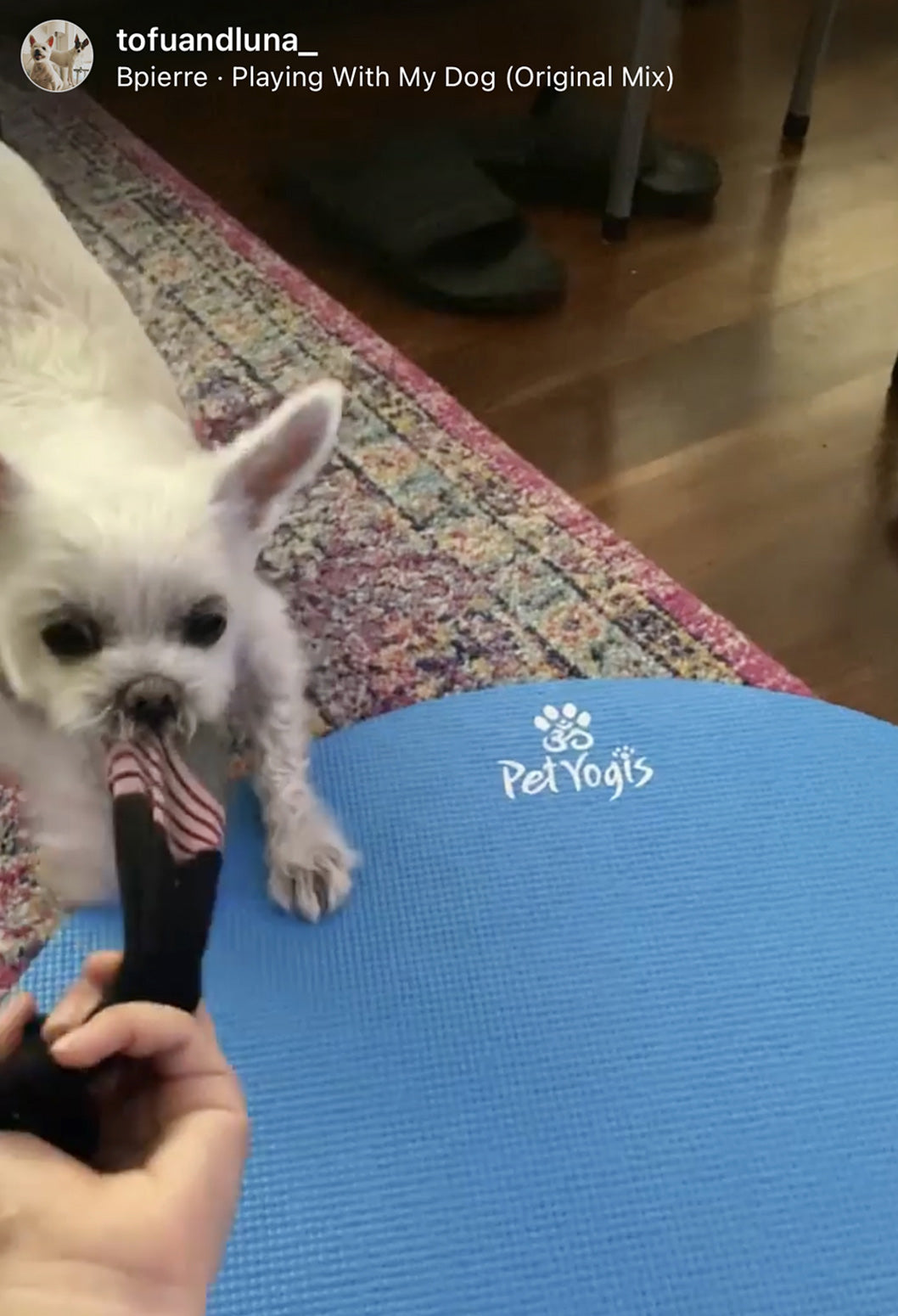 Tofu the dog playing on a round blue pet yoga mat