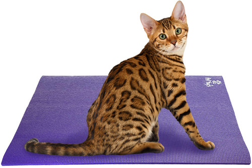 SQUARE Pet Yoga Mat: Small