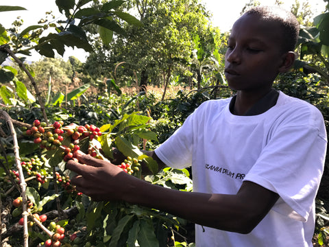 非洲坦桑尼亞珈啡小農展示珈啡豆種植