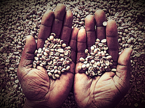 非洲珈啡小農種植的珈啡豆粒粒皆辛苦