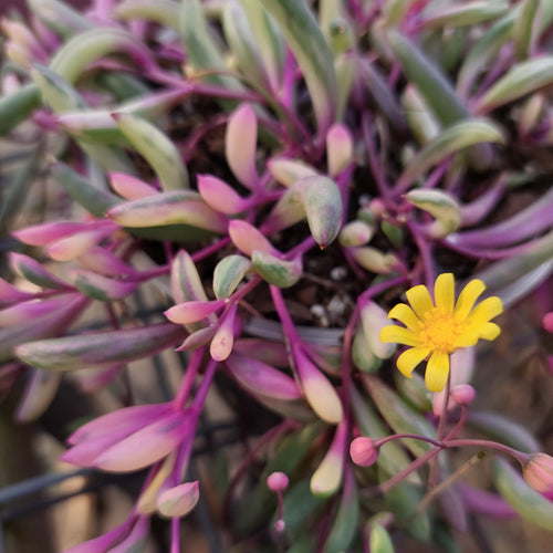 SENECIO OTHONNA CAPENSIS 'Ruby Necklace' Succulent plant ～ 2 cutting ~RARE  $98.50 - PicClick AU