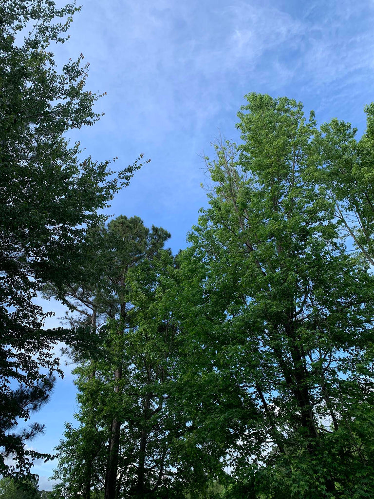 Large blue sky with several tall green trees filling up the image.