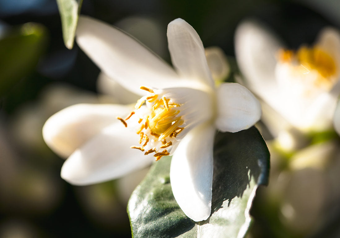 Fleur d'oranger