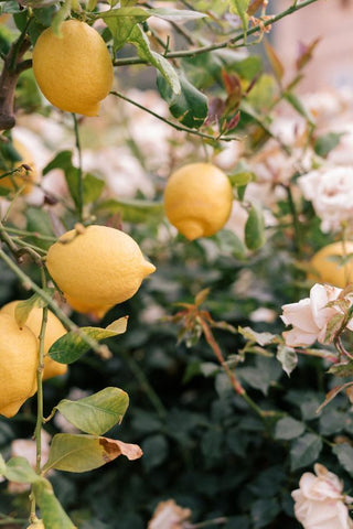 Lemons and flowers