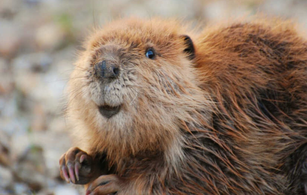 beaver