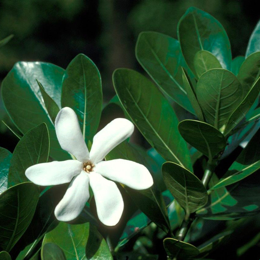 Le parfum des fleurs blanches : méfiez-vous des apparences – Bastille