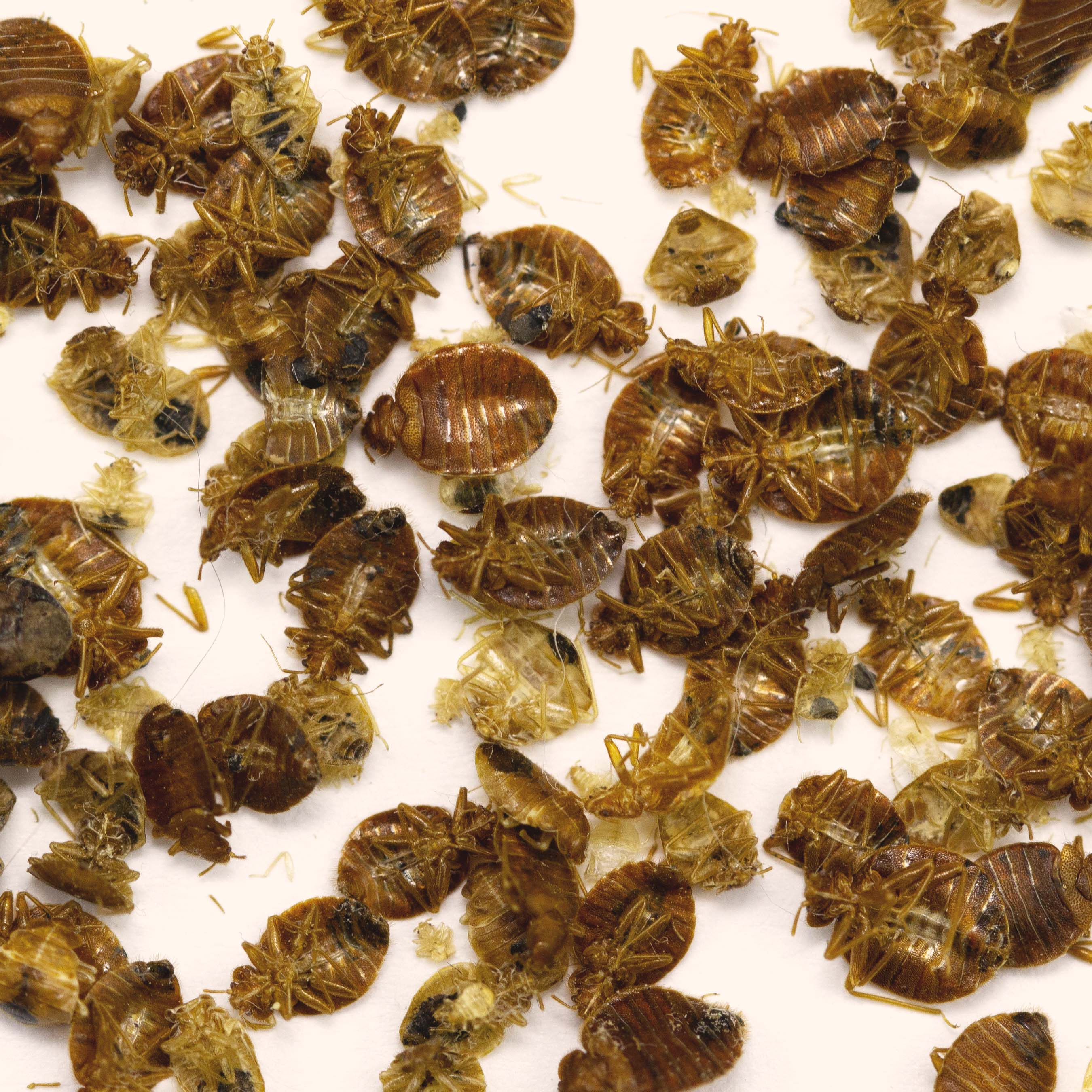 The Best Bed Bug Tips and Tricks