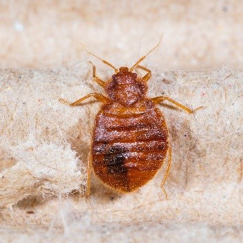 Bed Bug crawling