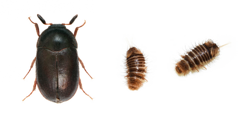 carpet beetles and larvae 