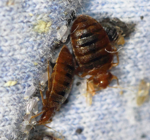 Bed Bug On matress