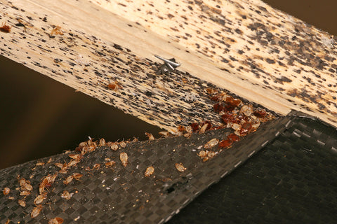 Why and How Can Bed Bugs Live In Wood?