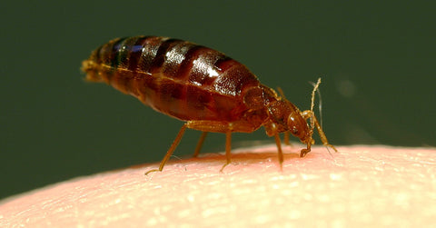 Why You Should Treat Bed Bugs Yourself