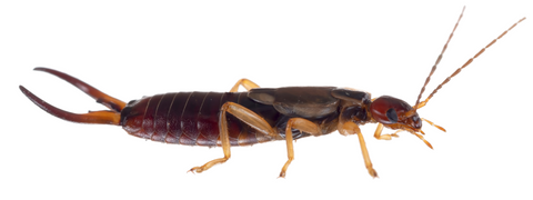 earwig