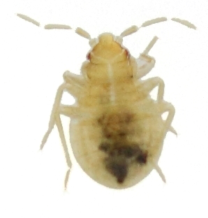 bed bug nymph