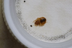 Small Bed Bug and Fecal mark