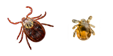 tick and nymph