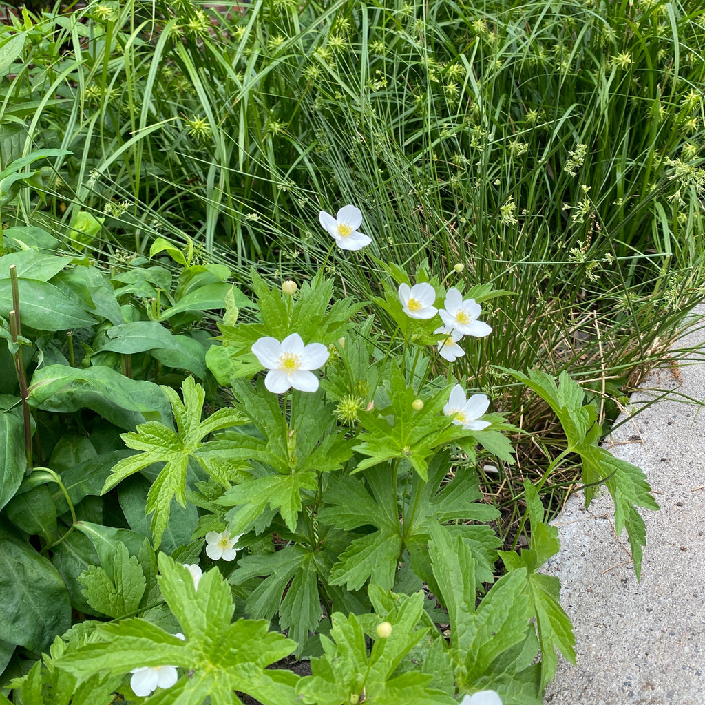 Anemone canadensis - Canada anemone – Gowanus Canal Conservancy