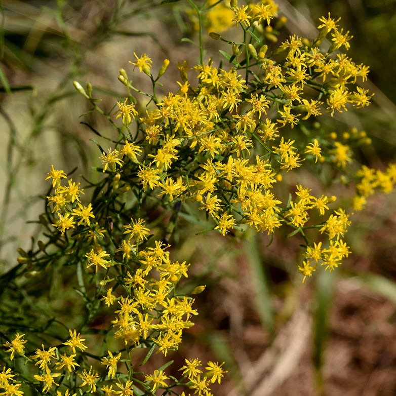 Euthamia caroliniana - Slender Goldentop – Gowanus Canal Conservancy
