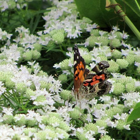 Buy Hoary Silver Leaf Mountain Mint, FREE SHIPPING