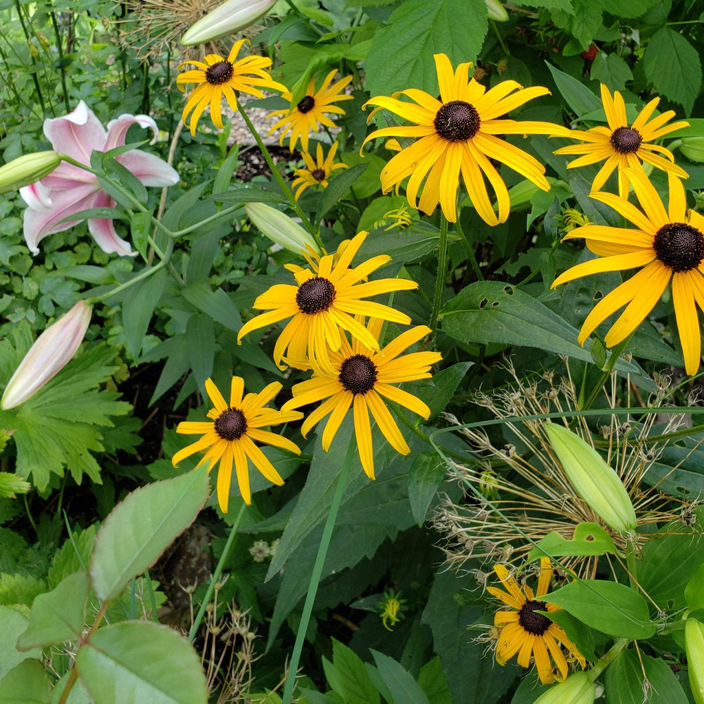 Rudbeckia fulgida - Orange coneflower – Gowanus Canal Conservancy