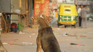 路上に佇む犬の後ろ姿を撮影した映像 インド ニューデリー シングストック