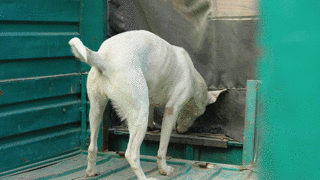 カバーを開けて通過する犬の後ろ姿を撮影した映像 インド ニューデリー シングストック