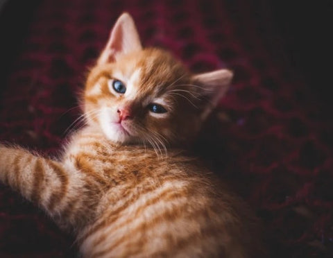 orange calico cat