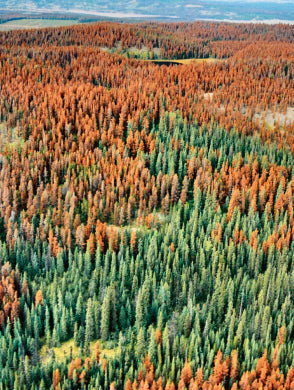 Devastation caused by the mountain pine beetle in the Canadian Rocky Mountains