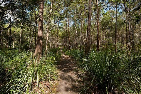 Koala Bushlands, Brisbane