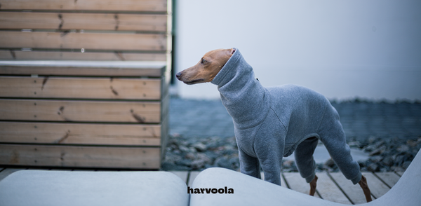 italian greyhound in grey onesie