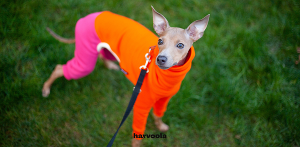 italian greyhound colorful outfit