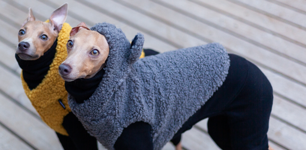 italian greyhound couple