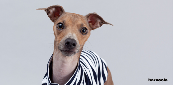 italian greyhound puppy cute in striped shirt