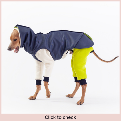 italian greyhound outfit