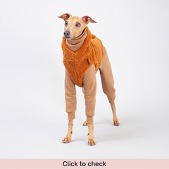 italian greyhound outfit