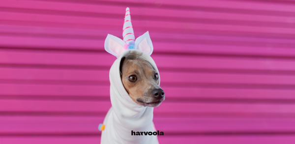 italian greyhound halloween costume unicorn diy harvoola