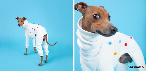 italian greyhound white jumpsuit fabulous and warm outfit