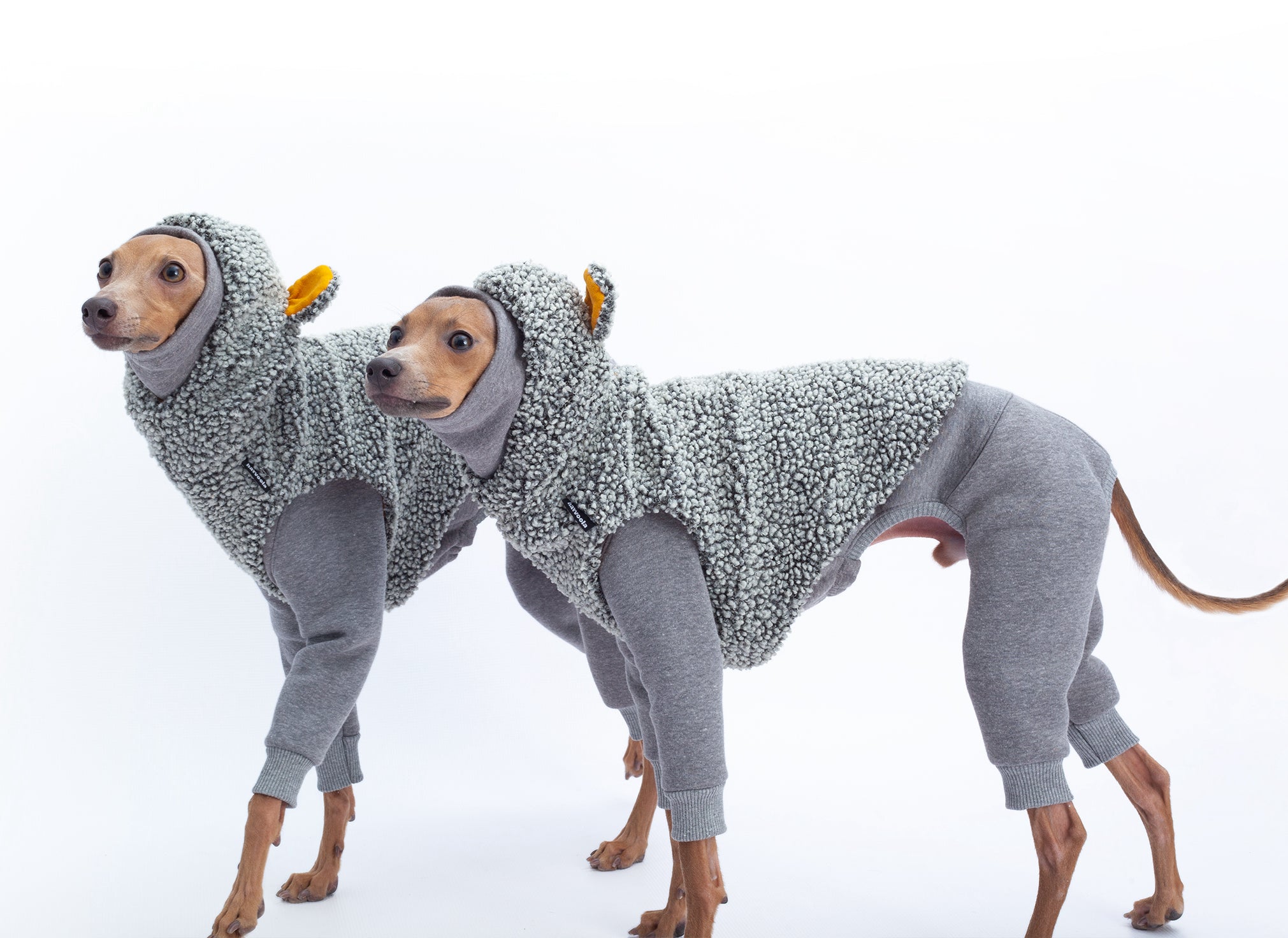 italian greyhound clothing