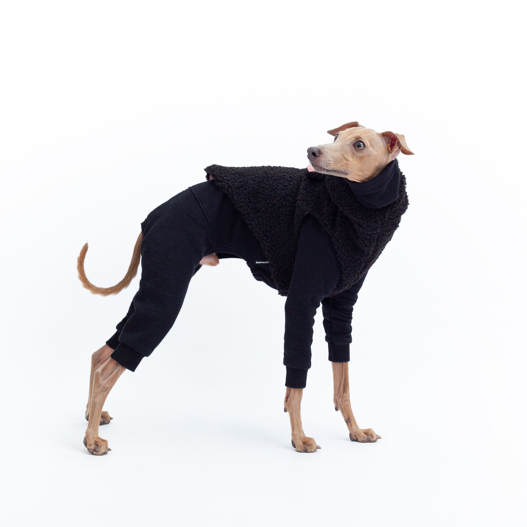 italian greyhound outfits