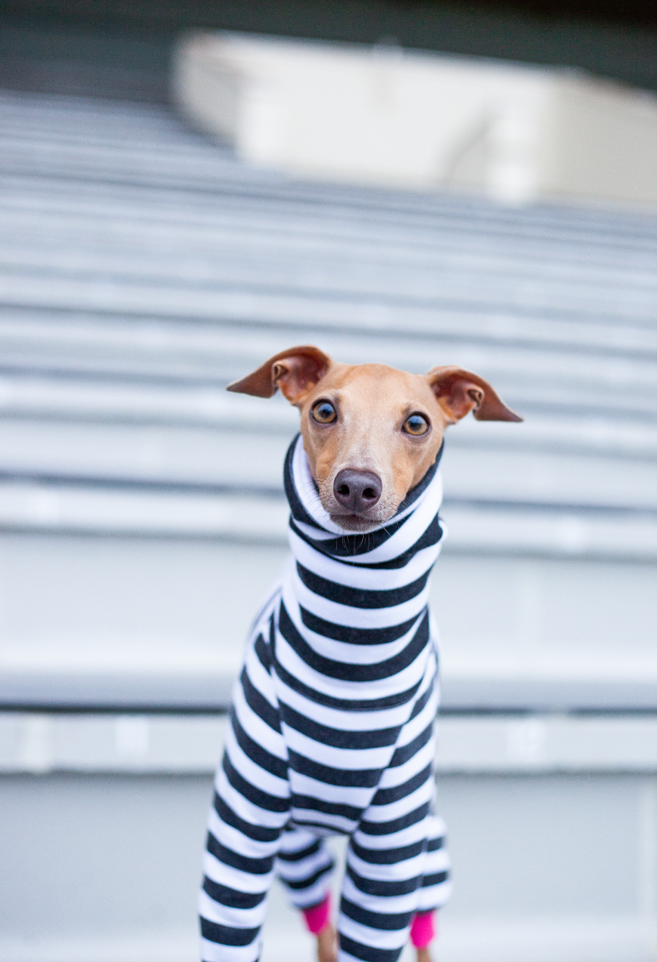 Italian Greyhound Onesie Striped 