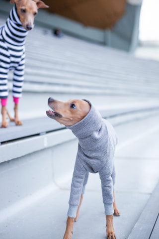 Vêtements pour chiots Iggy