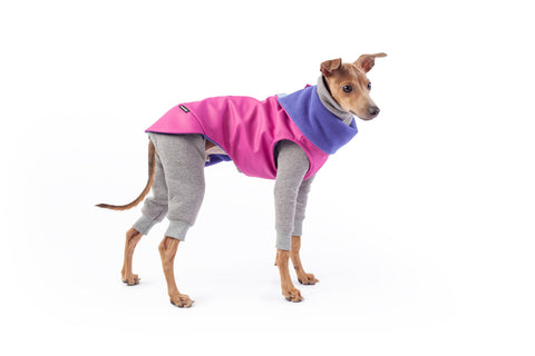 italian greyhound potty training