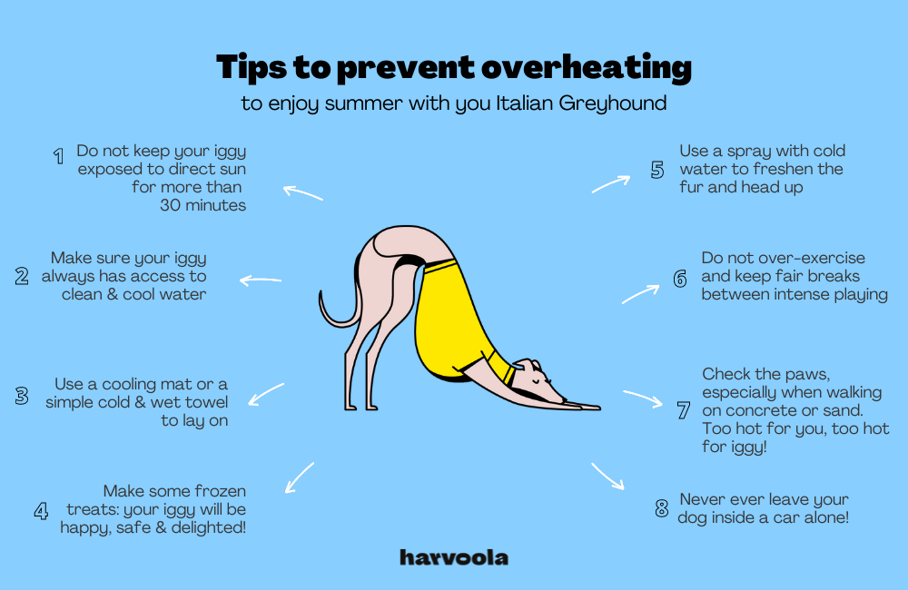 Preventing italian greyhounds overheating and sunstroke 