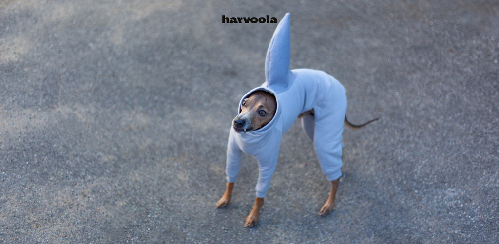 italian greyhound halloween costume for dogs hark DIY