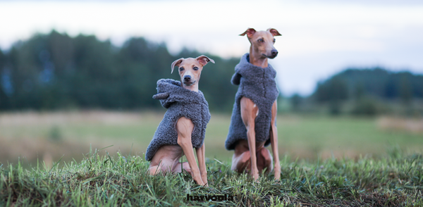 a couple of italian greyhounds off leash