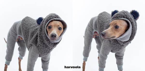 italian greyhound puppy clothes